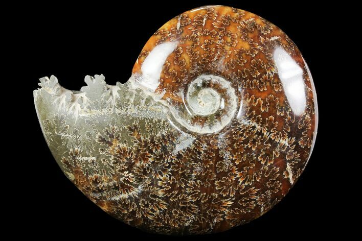 Polished, Agatized Ammonite (Cleoniceras) - Madagascar #97364